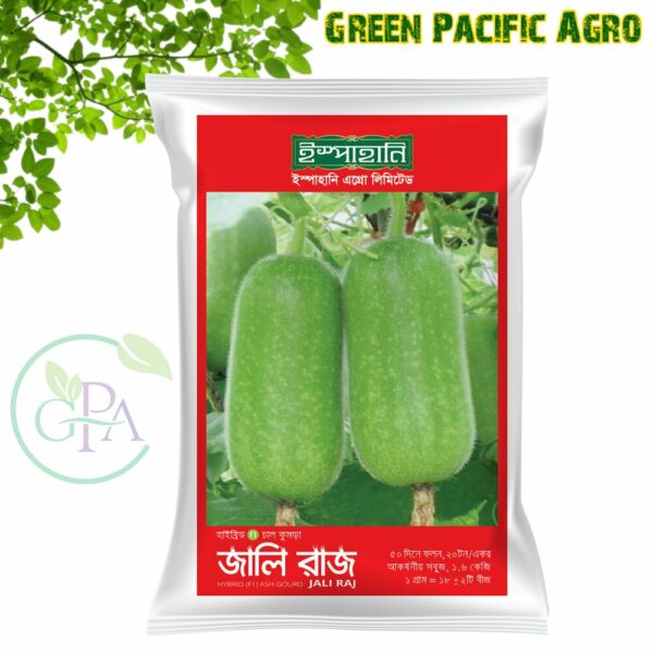 হাইব্রিড চালকুমড়া জালি রাজ । Hybrid Wax Gourd Jali Raj