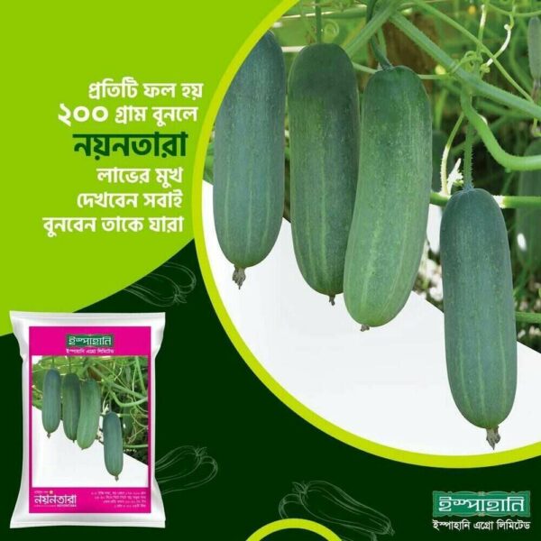 হাইব্রিড শশা বীজ - নয়নতারা (সারা বছর চাষ উপযোগী)