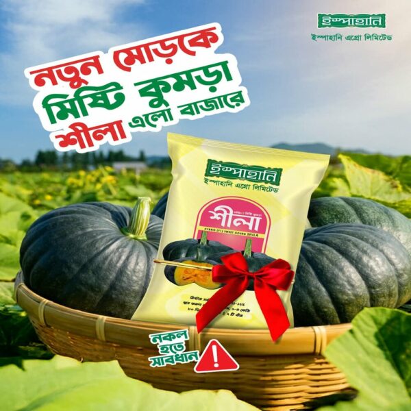 হাইব্রিড মিষ্টি কুমড়া বীজ - শীলা