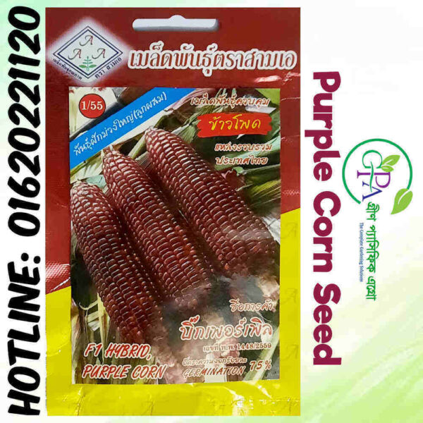 Purple Corn Seeds