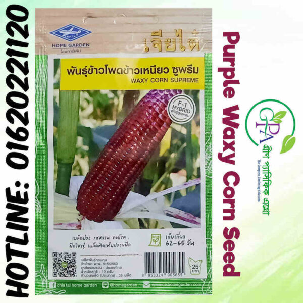 Purple Waxy Corn Seeds