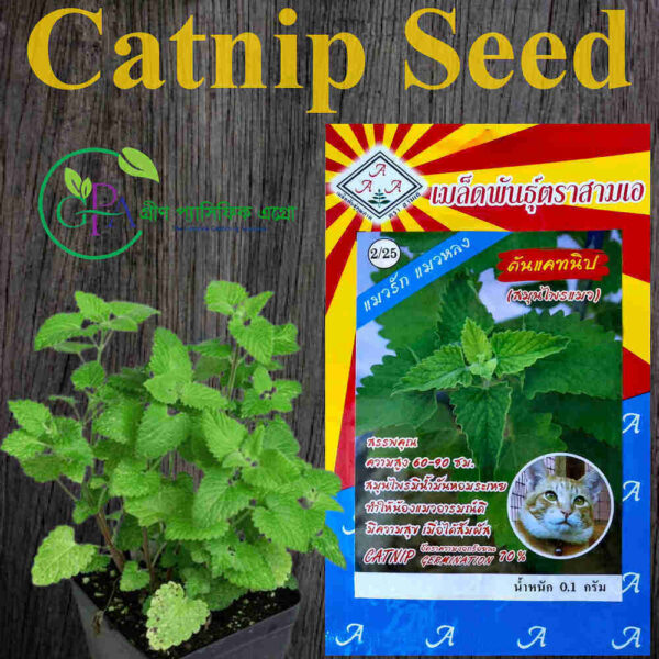 Uyda jinsiy aloqa videolarini tomosha qiling