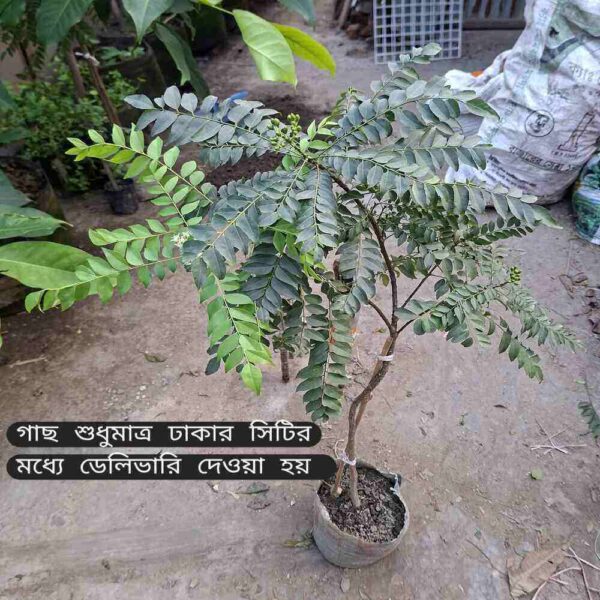 কারিপাতা গাছ