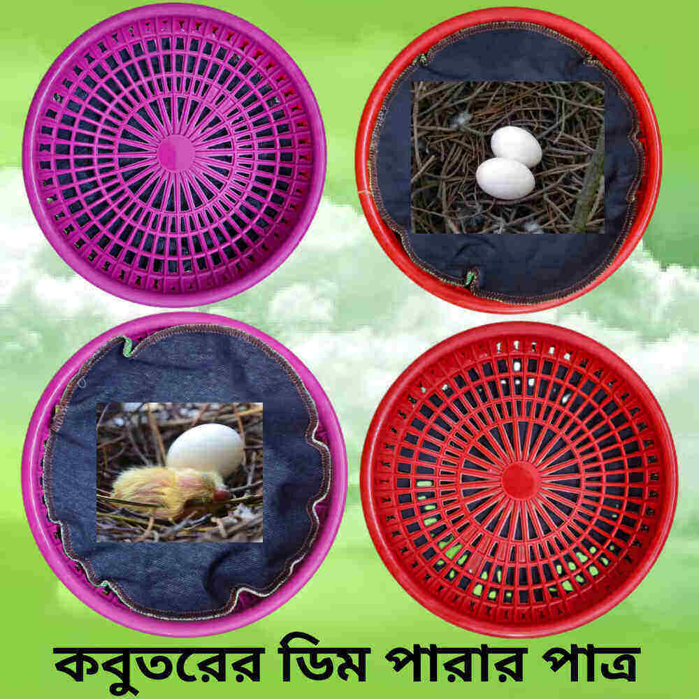 ডিম পারার পাত্র