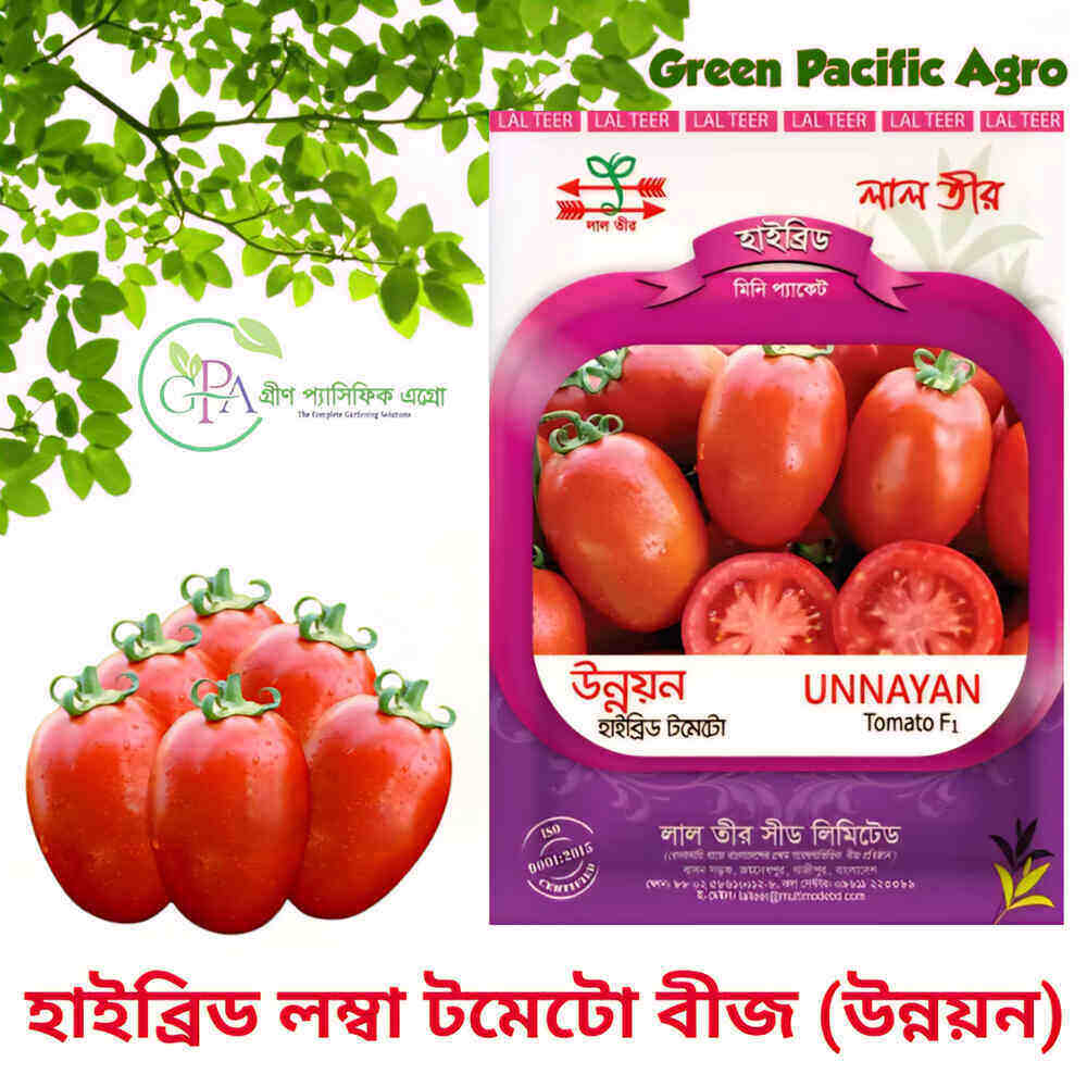 উন্নয়ন টমেটো