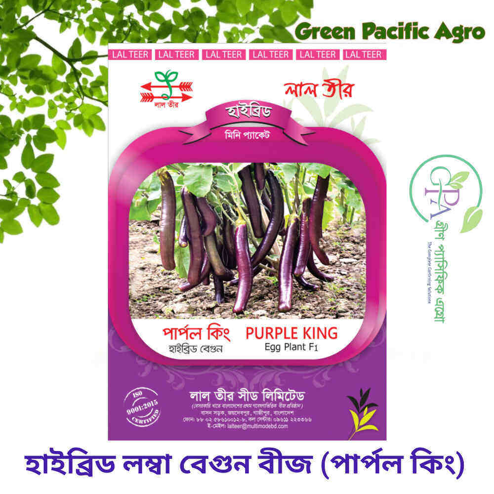 পার্পল কিং বেগুন